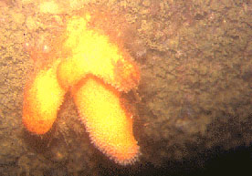 Alcyon jaune