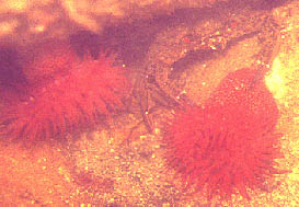 Dahlias de mer et Etrille