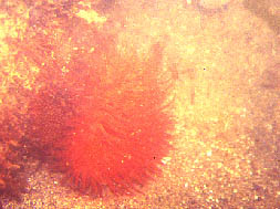 Dahlia de mer