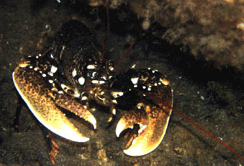 Homard
