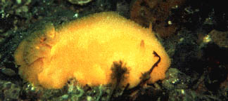Citron de mer (nudibranche)