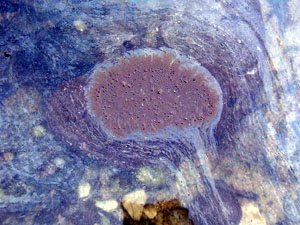 dans l'eau: sous la surface irise, on distingue la masse de ptrole