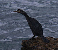 Englu, ce cormoran menace de se rejeter  l'eau si on l'approche