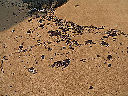 sur les plages, chaque mare dpose son lot de "gouttes" de ptrole (Pornic-Portmain, 14/01/2000)