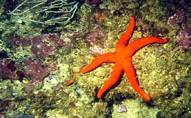 Etoile de mer rouge