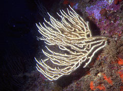 Gorgone blanche