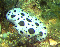 Doris Dalmatien