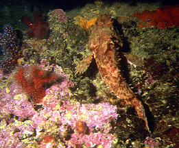 Rascasse, alcyons mditerranens, corail rouge